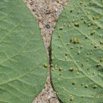Soy natural: Genetic landmarks show potential for aphid resistance