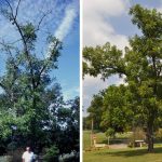 Thousand Cankers Disease: What does it mean for your woods? walnut TCD recovery
