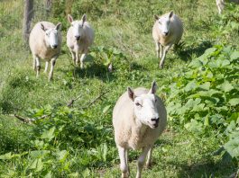 Weisend sheep flock