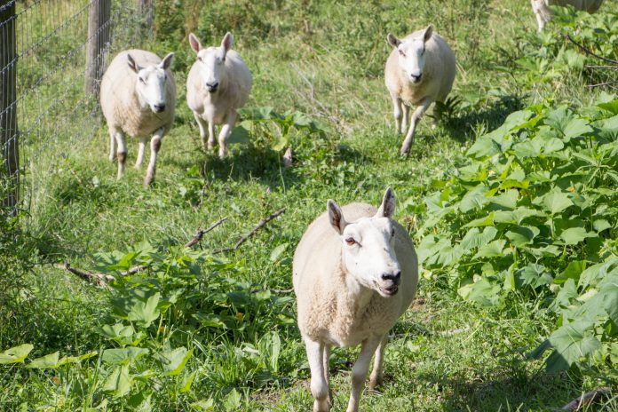 Weisend sheep flock