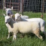 Diversity to highlight shepherd’s sheep symposium Weisend sheep cheviots