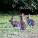 Rabbit hemorrhagic disease found in Ohio domestic rabbits rabbits
