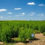 First test plot of malaria-fighting plant a success at Kentucky farm plant fights malaria