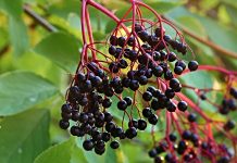 Buy Ohio native shrubs from Stark County SWCD elderberry