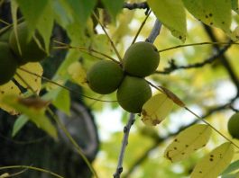 How to grow black walnut trees from seed black walnut
