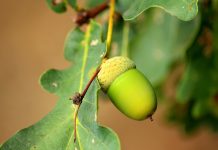 Acorn abundance influences behaviors of Ohio’s wildlife acorn