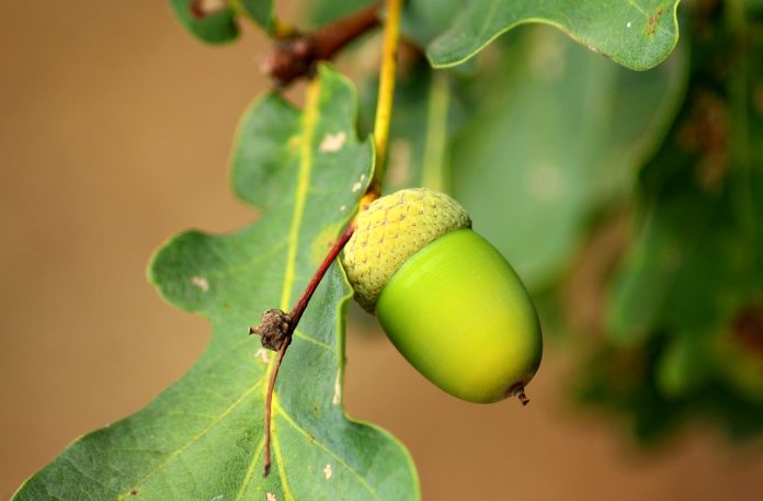 acorn