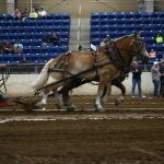 Draft horse teams pull to victory at Keystone KILE horse pull
