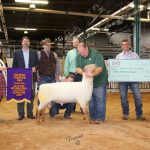 Sheep breeders compete at KILE KILE sheep