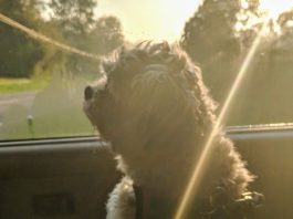 Kym Seabolt's dog, Jackson