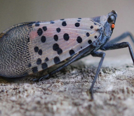 Spotted lanternfly