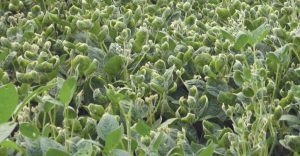 soybeans showing dicamba damage