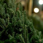 Ditch your fake tree this Christmas