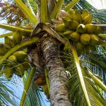 Coconut oil compounds repel better than DEET coconut