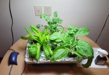 Grow your own veggies even without access to a garden hydroponics garden