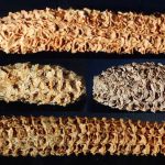 Virus lived in ancient corn cobs for nearly 1,000 years oldest corn virus discovery
