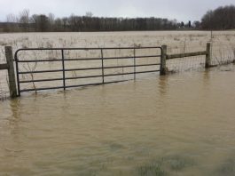 Pasture management after storms flooded field