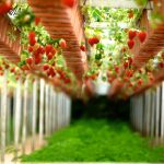USDA announces financial assistance for fruit and vegetable growers strawberries