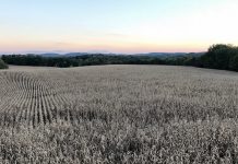 Grain market betting on a better trade deal soybeans at sunset