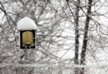 Winter bird care: Helping Ohio wildlife survive the season bird feeder with snow
