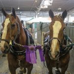 Washington Co. horse is named supreme champion Draft Horses