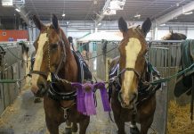 Washington Co. horse is named supreme champion Draft Horses