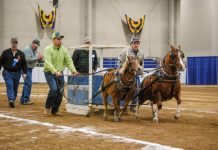 Miniature horses pull at Pa. Farm Show mini horse pull