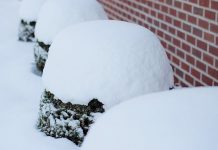 How to minimize winter damage to trees and shrubs snowy shrubs