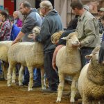 Sheep producers fill Farm Show show ring 2019 Pennsylvania Farm Show sheep