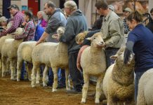 Sheep producers fill Farm Show show ring 2019 Pennsylvania Farm Show sheep