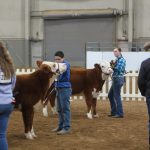 Crawford Co. exhibitor takes beef show title 2019 Pennsylvania Farm Show beef cattle show
