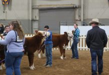 Crawford Co. exhibitor takes beef show title 2019 Pennsylvania Farm Show beef cattle show