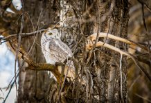 A farewell to the owls of West Virginia Great Horned Owl