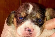 Beagles great for hunting, companionship Beagle puppy