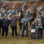 Western Pa. teams win big at Pa. Farm Show pulls 2019 Pennsylvania Farm Show pony pulls