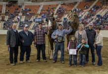 Western Pa. teams win big at Pa. Farm Show pulls 2019 Pennsylvania Farm Show pony pulls