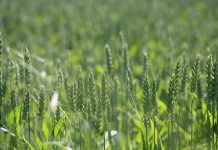 USDA needs to find answers to carbon sequestration questions rye