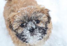 How to keep pets safe in cold weather snowy dog