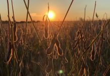 1950s farm matriarch set a high bar soybean field at sunset