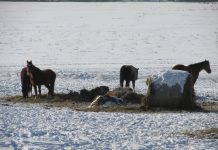 Reduce forage loss during winter feeding horses in winter