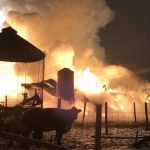 Wayne County man loses beef cattle in barn fire Wayne County barn fire. (Photo courtesy of Jonas Troyer, Orrville, Ohio)
