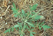 Scout like Joe for spotted knapweed Spotted Knapweed