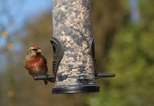 As weather cools, care for winged friends bird feeder