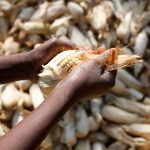 Debunking GMO myths could improve food security in Africa GMOs in Africa