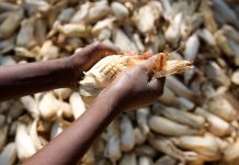 Debunking GMO myths could improve food security in Africa GMOs in Africa