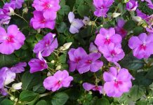 How to get the most out of annuals impatiens