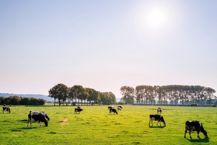 cattle in pasture