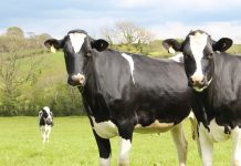 The Dairy Shrine seeks applicants for annual scholarship program dairy cattle