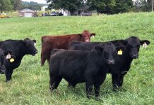 A mineral program is key to grazing Cattle on pasture.
