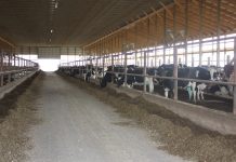 USDA reauthorizes dairy forward pricing Freestall dairy barn